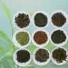 La Teiera Eclettica Selezione Green Discount